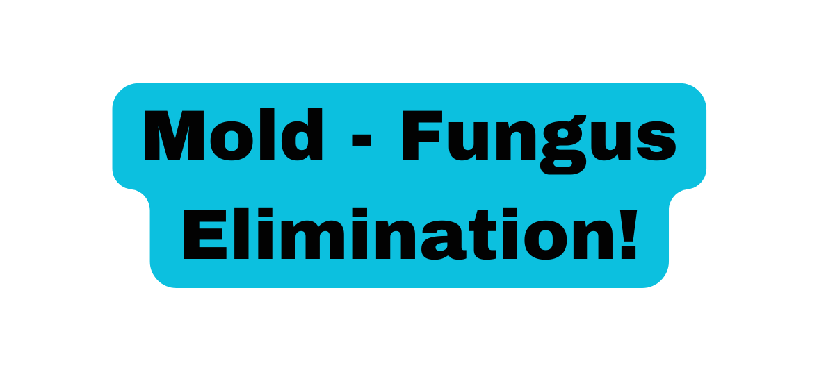 Mold Fungus Elimination